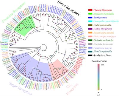 Identification of Chemosensory Genes, Including Candidate Pheromone Receptors, in Phauda flammans (Walker) (Lepidoptera: Phaudidae) Through Transcriptomic Analyses